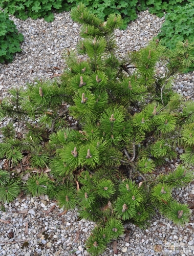 Pinus mugo 'Frisby' -- Zwerg-Bergkiefer